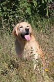 GOLDEN RETRIEVER 079